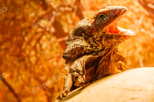 Preview: lizard