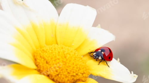 Preview: Ladybug walking on field daisy. allergy to pollen