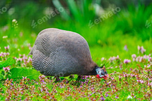 Preview: A Gray Guineafowl with White Spots Foraging in a Lush Green Field Under Bright Sunny Skies.