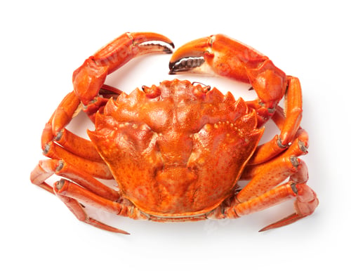 Preview: boiled crab isolated on white