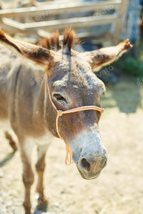 Preview: Friendly Donkey in the paddock being social, contact farm