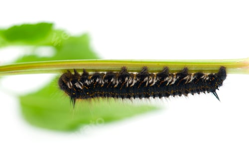 Preview: Brown tail moth larvae isolated on white background