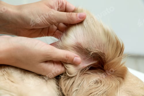 Preview: Woman checking dog's ear for ticks on blurred background, closeup