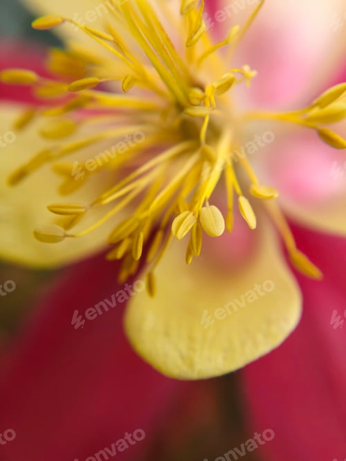 Preview: Macro columbine flower