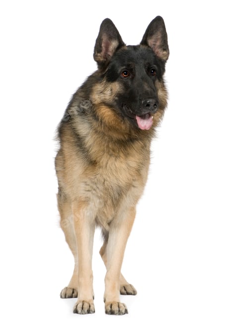 Preview: german shepherd (2 years) / alsatian, police dog