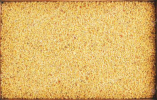 Preview: White mustard grains, dry spice in wooden box, food background texture, top view