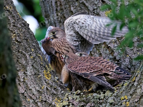 Preview: Common kestrel (Falco tinnunculus) Juvenile