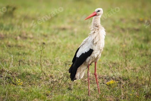 Preview: White stork standing on grassland in summer nature