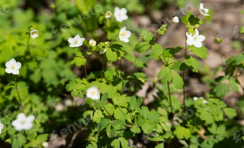 Preview: Beautiful Flowers In A Botanic Garden On A Bright Spring Day