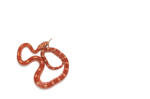 Preview: Corn snake isolated on white background