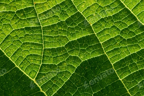 Preview: Detailed Green Leaf Veins Under Sunlight