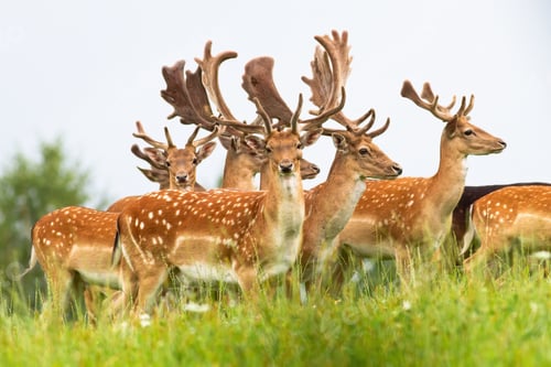 Preview: Group of male fallow deer stags standing on a horizon with sky in background