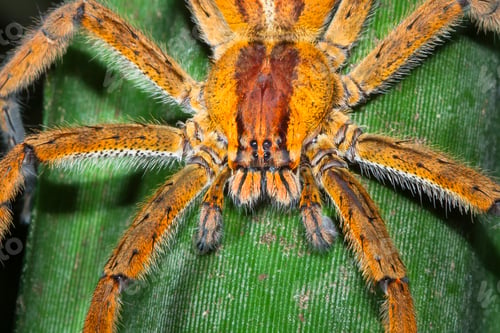 Preview: Brazilian Wandering Spider Up Close in Costa Rica