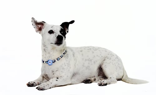 Preview: Pet animal; cute dog indoor. İsolated, white background.