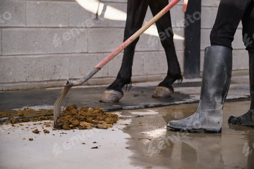 Preview: Close up of a farm worker cleaning horse excrements.