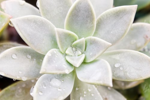Preview: beautiful succulent plant in greenhouse. Top view.