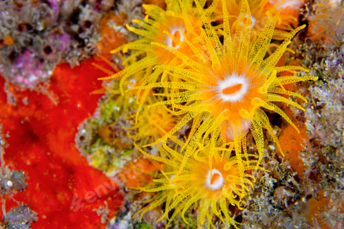 Preview: Encrusting Sea Anemone, Lembeh, Indonesia