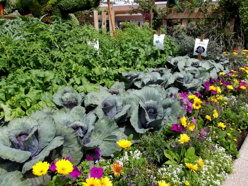 Preview: Vegetable garden