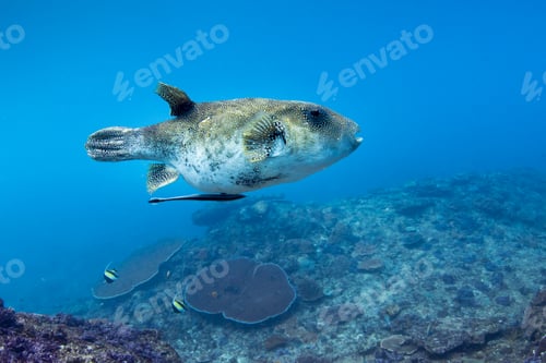 Preview: Blue-spotted puffer (Arothron caeruleopunctatus) swimming with remora (suckerfish)