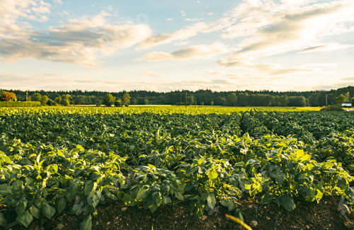Preview: Rows of potatoes in field in small Austrian Village