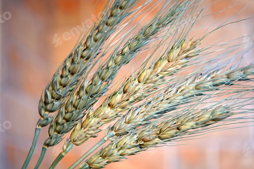 Preview: Woman holding wheat ear wheat grain in her hands.