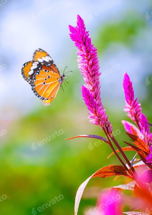 Preview: Beautiful Plain Tiger butterfly is flying near pink Celosia argentea flowers in botanical garden