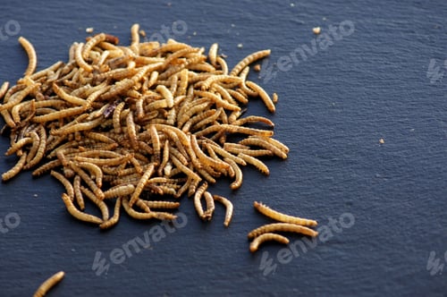 Preview: Closeup shot of a swarm of mealworms placed on a black surface