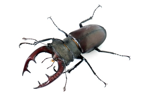 Preview: Lucanus cervus in studio