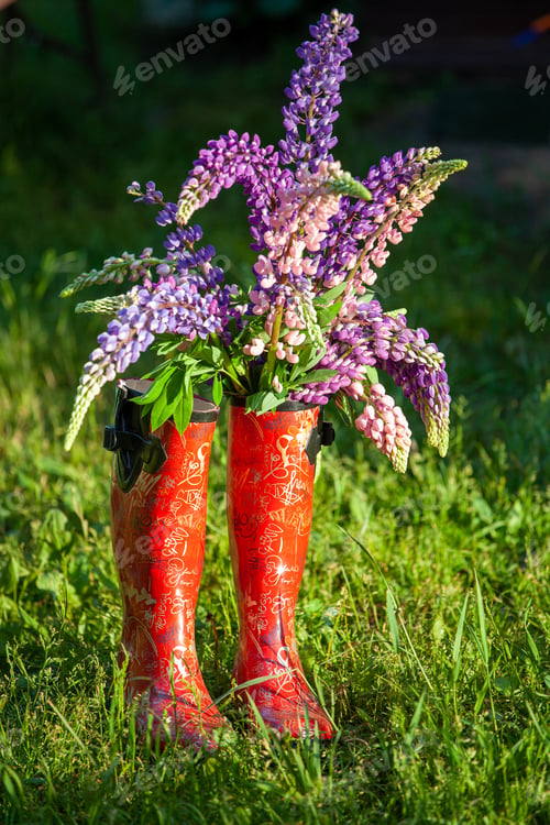 Preview: On the summer grass, there is a bouquet of lupines in red rubber boots.