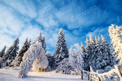 Preview: winter landscape trees in frost