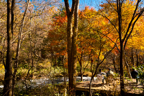 Preview: Autumn trees scenery by the flowing river