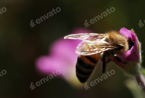 Preview: Bee Collecting Pollen. Beauty, Natural Background.