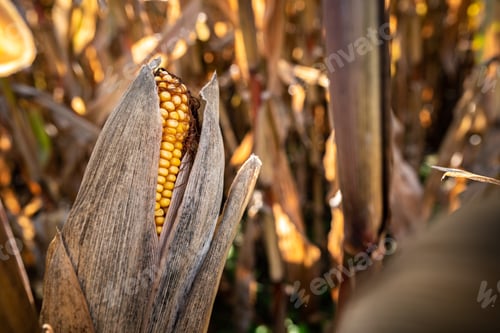 Preview: Yellow corn in agricultural field against autumn sun