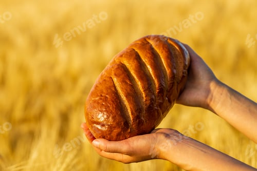 Preview: Yellow agriculture field with ripe wheat and blue sky
