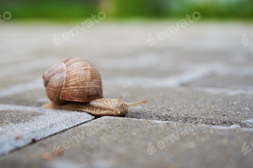 Preview: Burgundi snail gliding on the asphalt