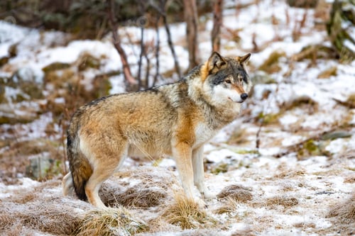 Preview: Lonely male wolf standing in the forest looking for enemies