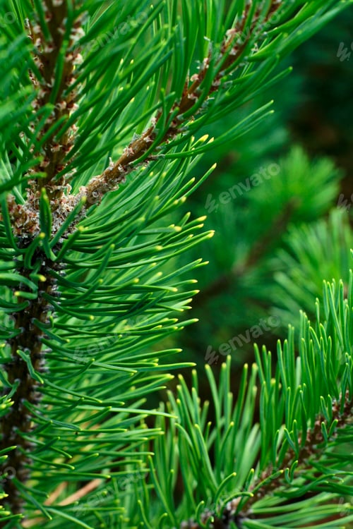 Preview: Coniferous tree background of pine. Christmas, winter, New Year, nature concept. Selective focus.