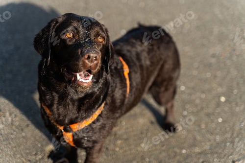 Preview: Young happy browm retriever looking at the camera while walking on the beach