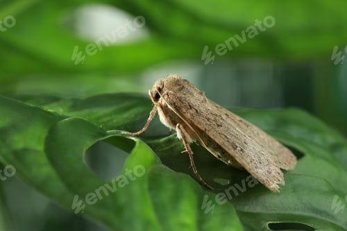 Preview: Paradrina clavipalpis moth on green leaf outdoors