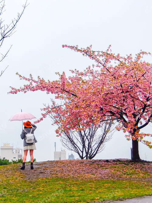 Preview: A girl with a pink umbrella under pink cherry blossoms