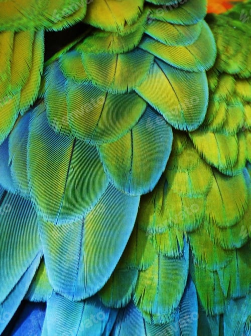 Preview: bird, parrot, Scarlet, Macaw