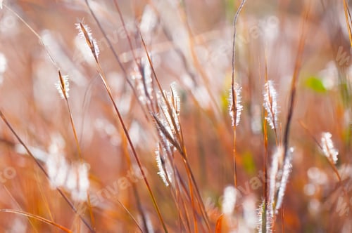 Preview: Wild flower in meadow, grass flower Nature background.