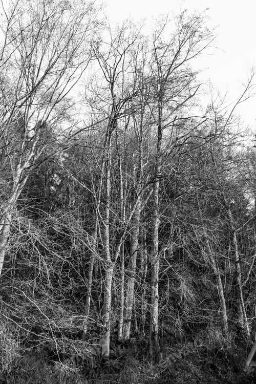 Preview: Tangled Winter Trees Are Bare In Burien, Washington.