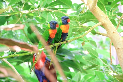 Preview: The court parrot ,colorful parrot ,beautiful parrots,parrots looking for parrots sitting,animals