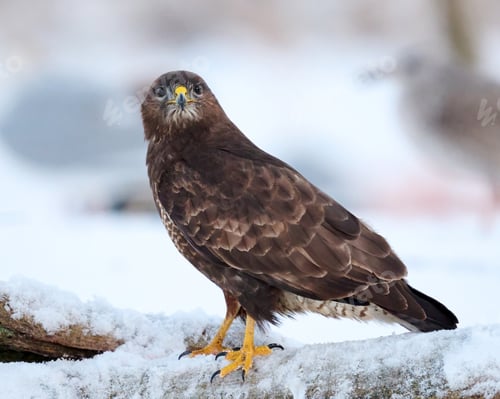 Preview: Common buzzard (Buteo buteo)