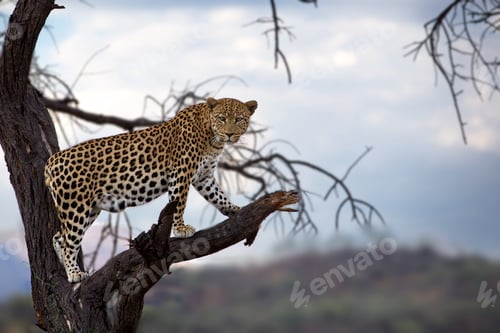 Preview: Leopard on a bare tree branch on a blue sky backgroun