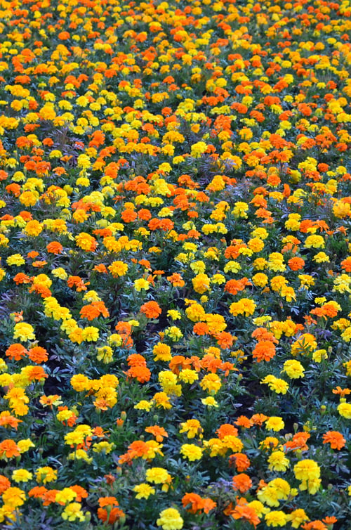 Preview: Lots of beautiful flowers in the garden. Mexican, Aztec or African marigold. Tagetes erecta
