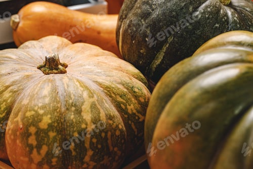 Preview: Close up of big pumpkin with tail