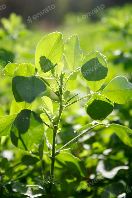 Preview: clover field
