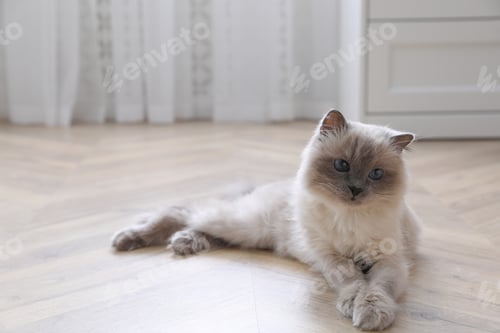 Preview: Beautiful fluffy cat lying on warm floor in room, space for text. Heating system